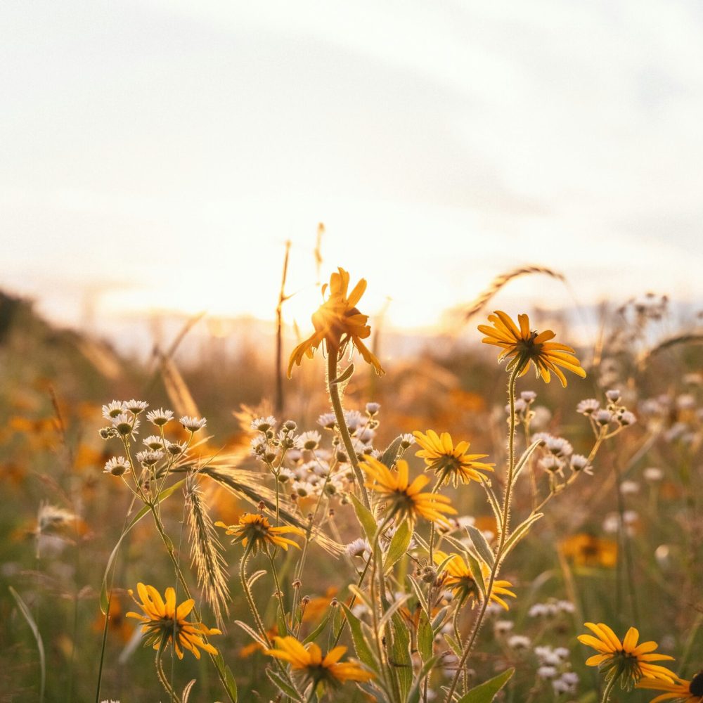 hans-FNS6mP4fsIs-unsplash
